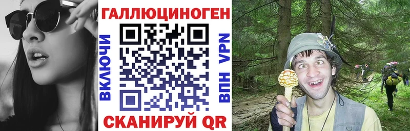 Псилоцибиновые грибы Psilocybe  Купить где  Вышний Волочёк 